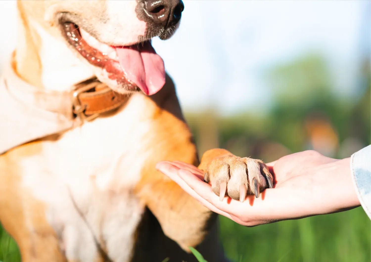 t.t.m.-therapie.tier.mensch.de UG haftungsbeschränkt - Therapeut - Hund