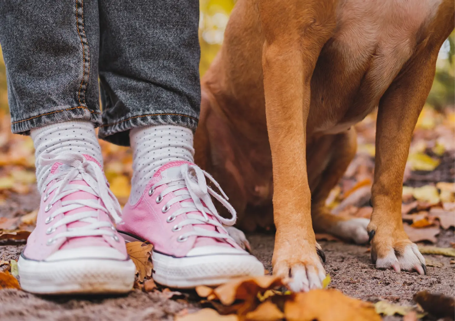 t.t.m.-therapie.tier.mensch.de UG haftungsbeschränkt - Therapeut - Hund