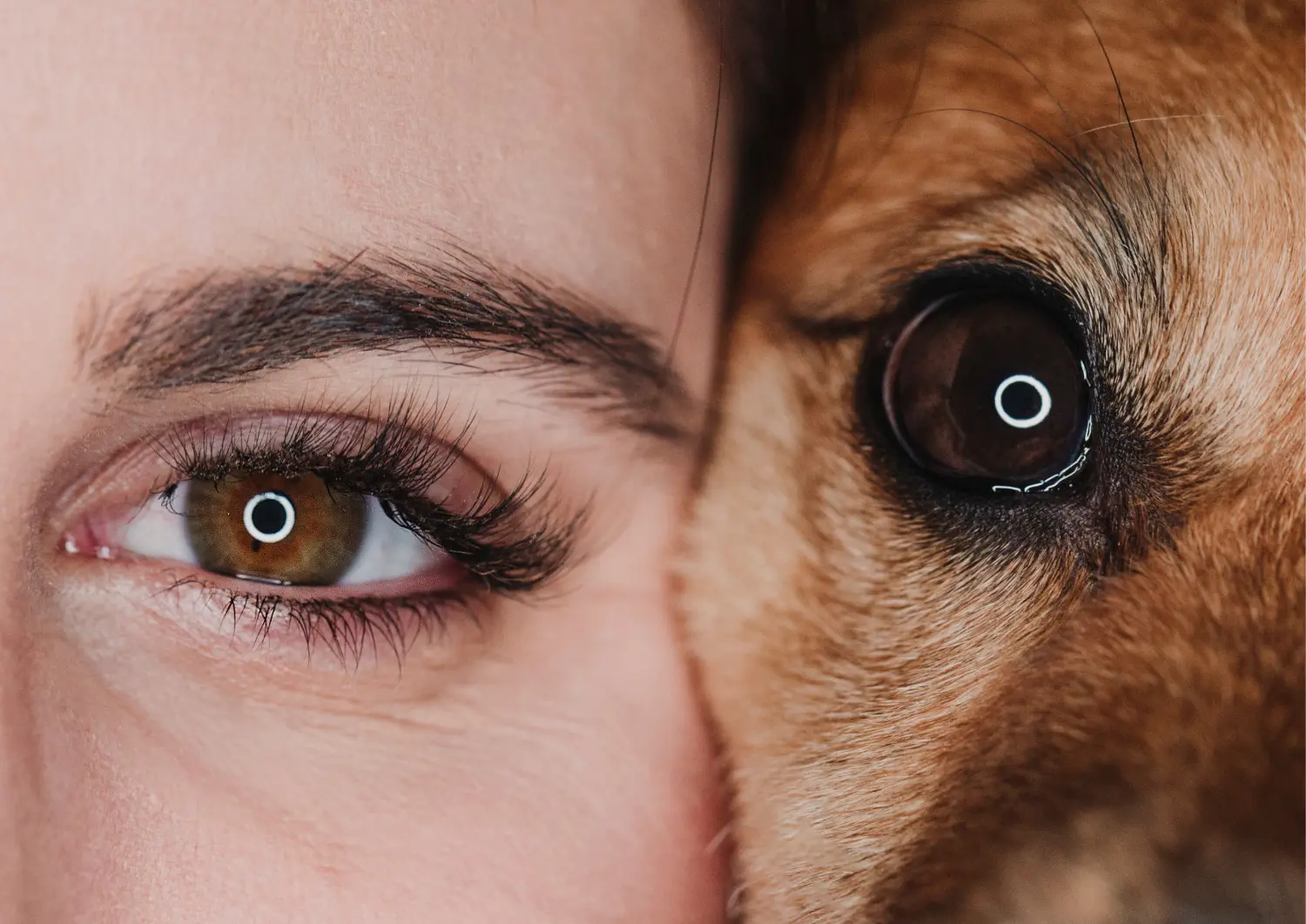 t.t.m.-therapie.tier.mensch.de UG haftungsbeschränkt - Therapeut - Hund