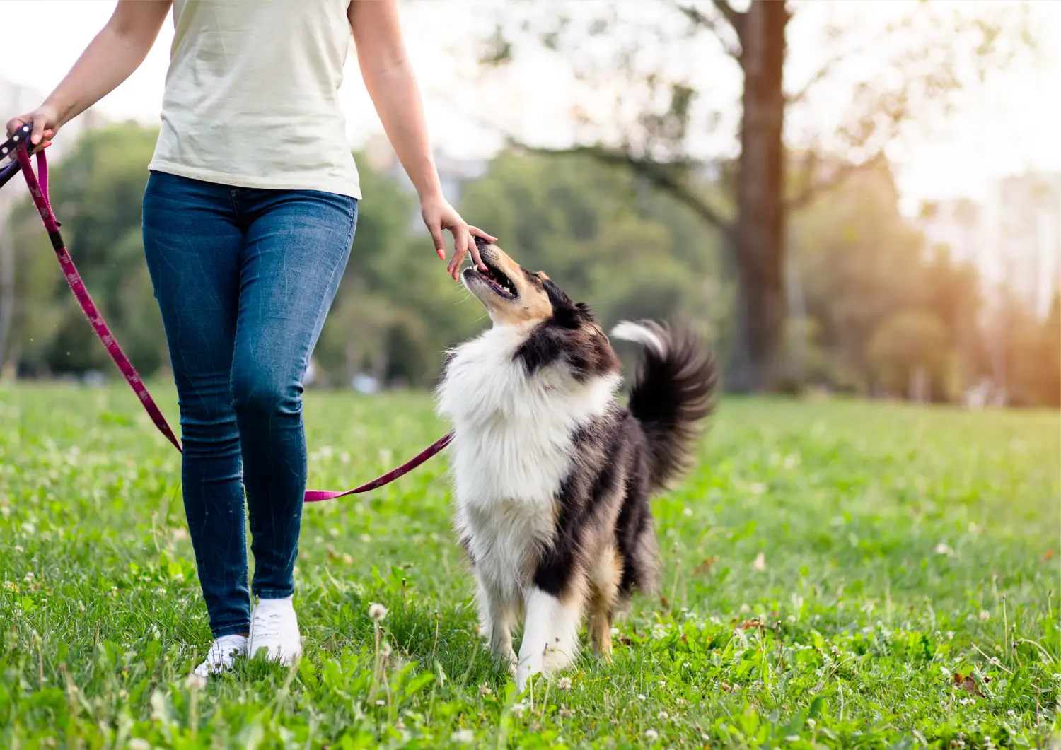 t.t.m.-therapie.tier.mensch.de UG haftungsbeschränkt - Therapeut - Hund im Garten