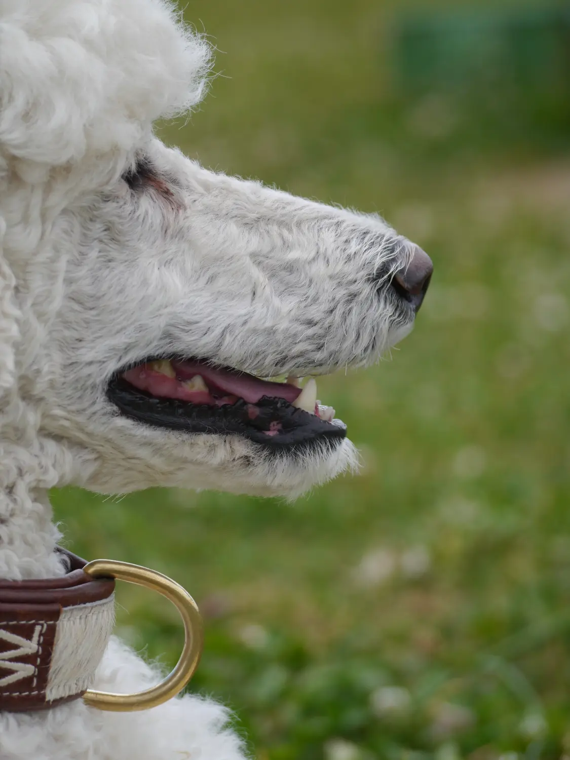 .t.m.-therapie.tier.mensch.de UG haftungsbeschränkt - Therapeut - Hund