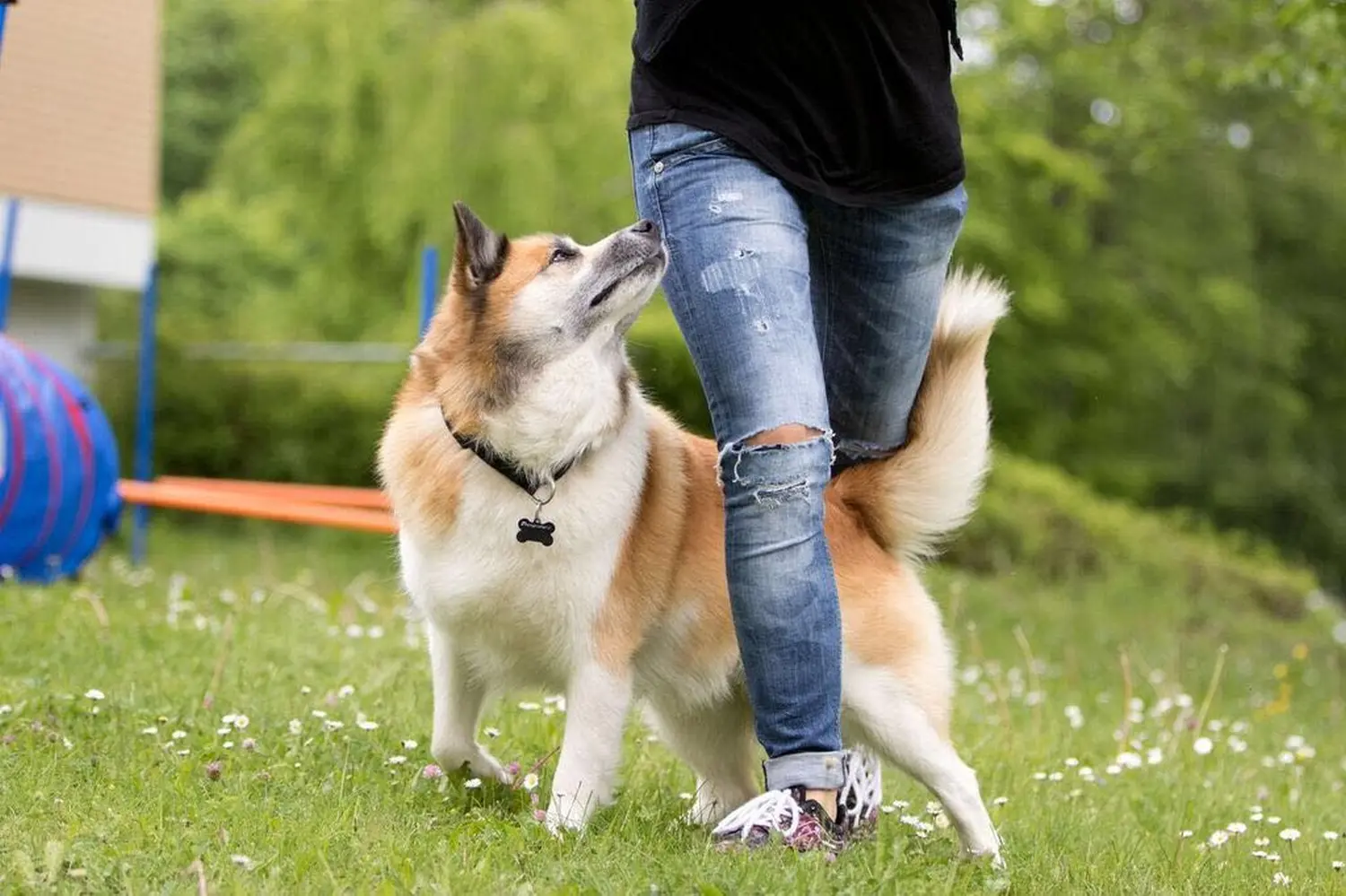 t.t.m.-therapie.tier.mensch.de UG haftungsbeschränkt - Therapeut - Hund