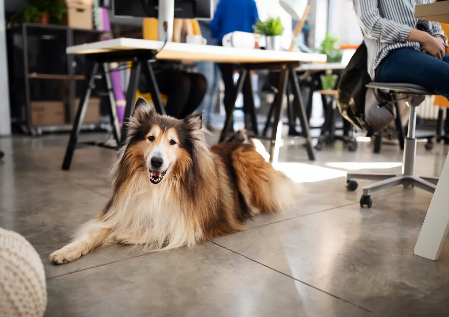 t.t.m.-therapie.tier.mensch.de UG haftungsbeschränkt - Therapeut - Hund