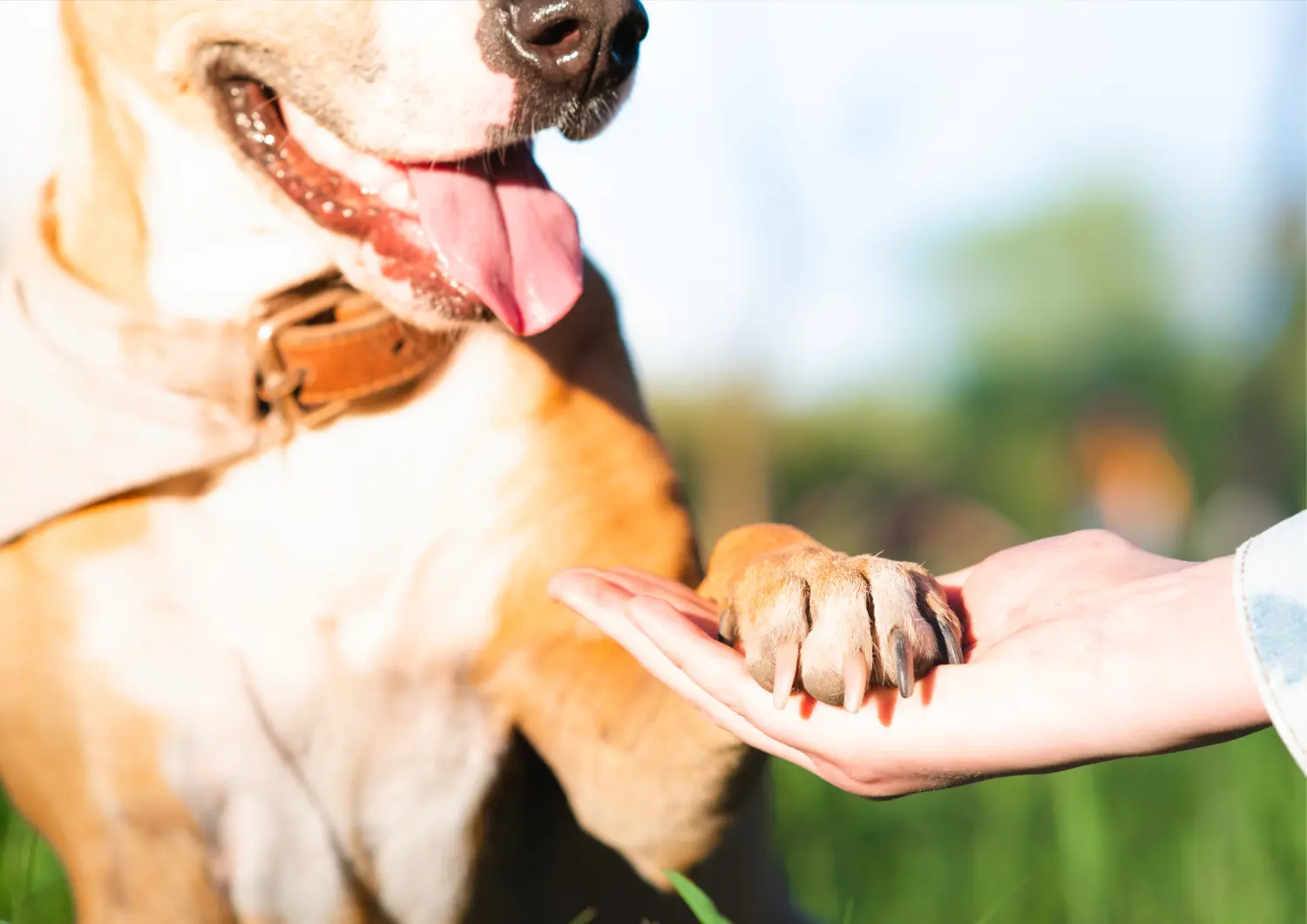 t.t.m.-therapie.tier.mensch.de UG haftungsbeschränkt - Therapeut - Hund