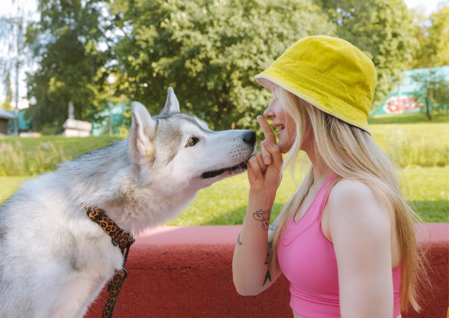 t.t.m.-therapie.tier.mensch.de UG haftungsbeschränkt – Therapeut – eine Person, die spielerisch mit einem Hund interagiert, der ein Alaskan Malamute oder ein Siberian Husky zu sein scheint.
