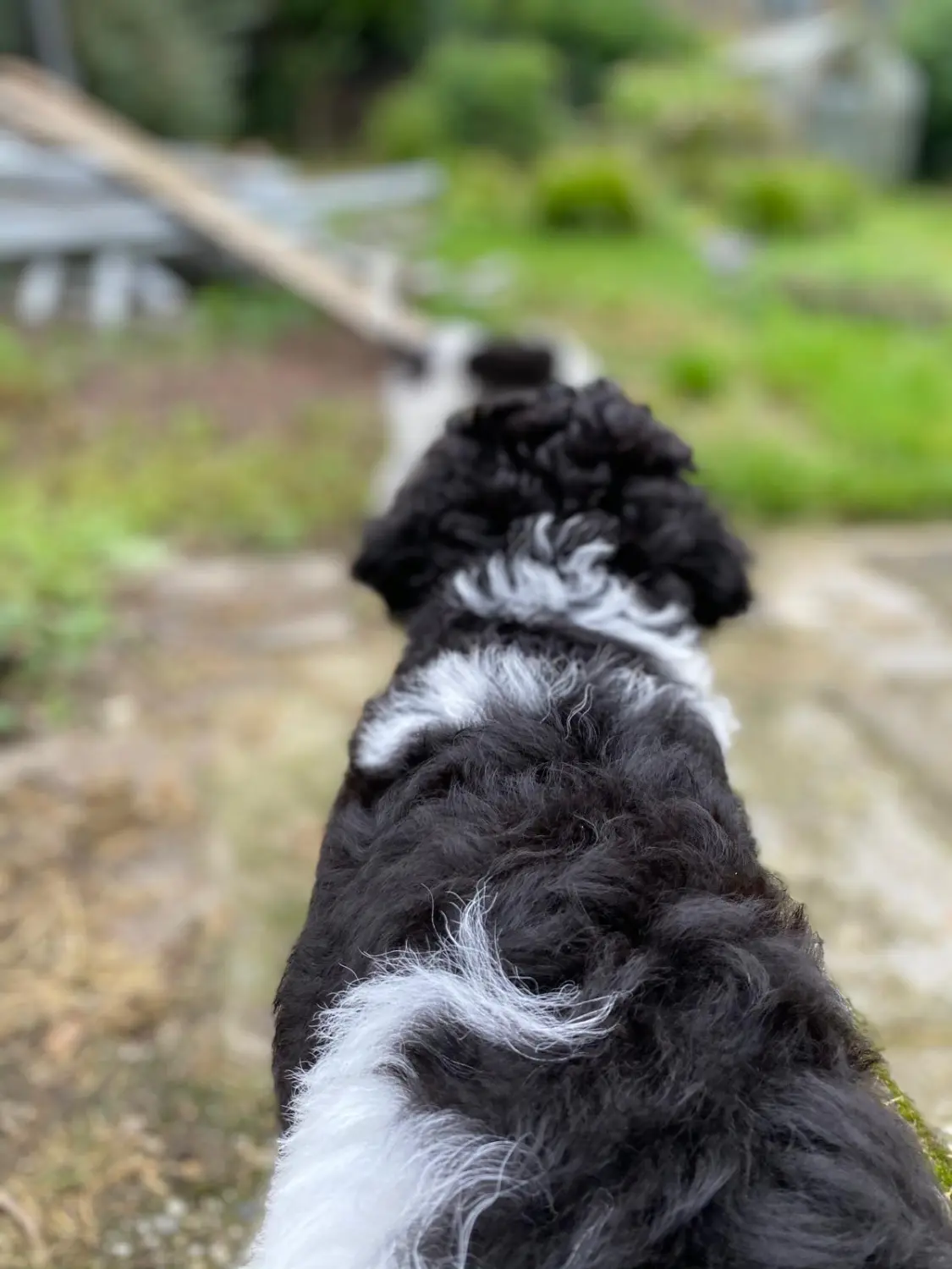 t.t.m.-therapie.tier.mensch.de UG haftungsbeschränkt - Therapeut - Hund