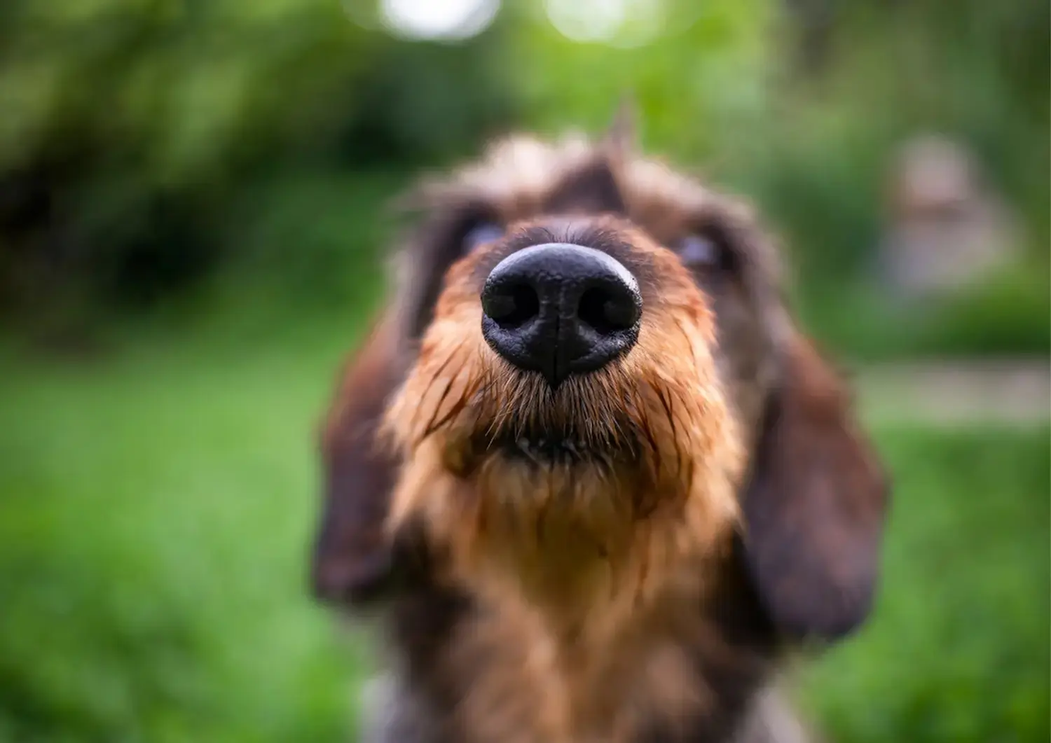 t.t.m.-therapie.tier.mensch.de UG haftungsbeschränkt - Therapeut - Hund