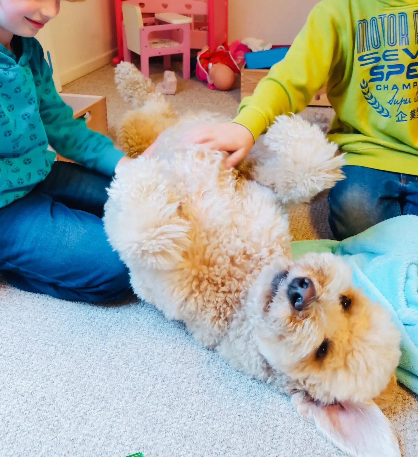 t.t.m.-therapie.tier.mensch.de UG haftungsbeschränkt - Therapeut - Hund