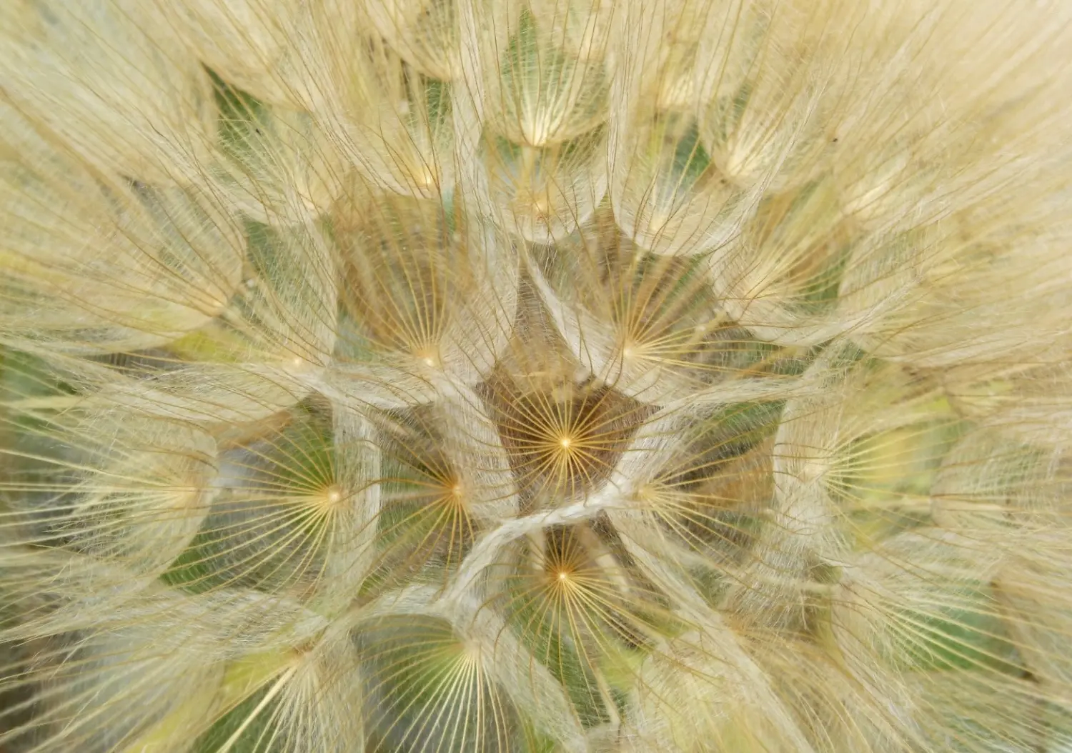t.t.m.-therapie.tier.mensch.de UG haftungsbeschränkt - Therapeut - der Samenkopf oder die „Uhr“ eines gewöhnlichen Löwenzahns (Taraxacum officinale), wobei einige seiner Samen (sogenannte Achänen) weggeblasen werden.