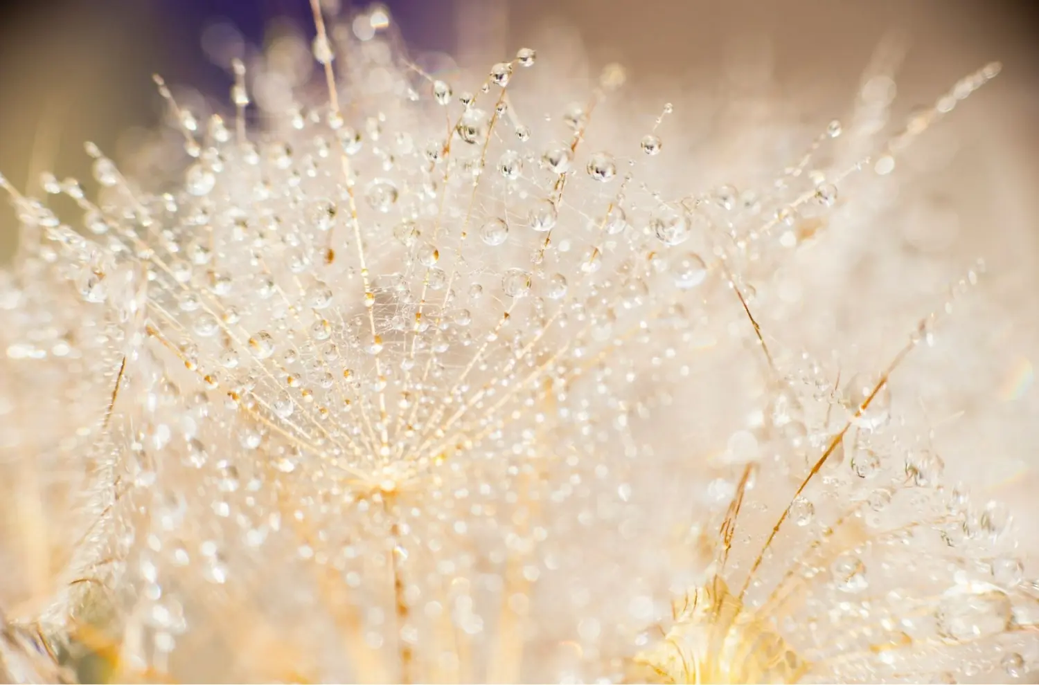 t.t.m.-therapie.tier.mensch.de UG haftungsbeschränkt - Therapeut - Nahaufnahme eines Löwenzahnsamenkopfes mit Wassertropfen.