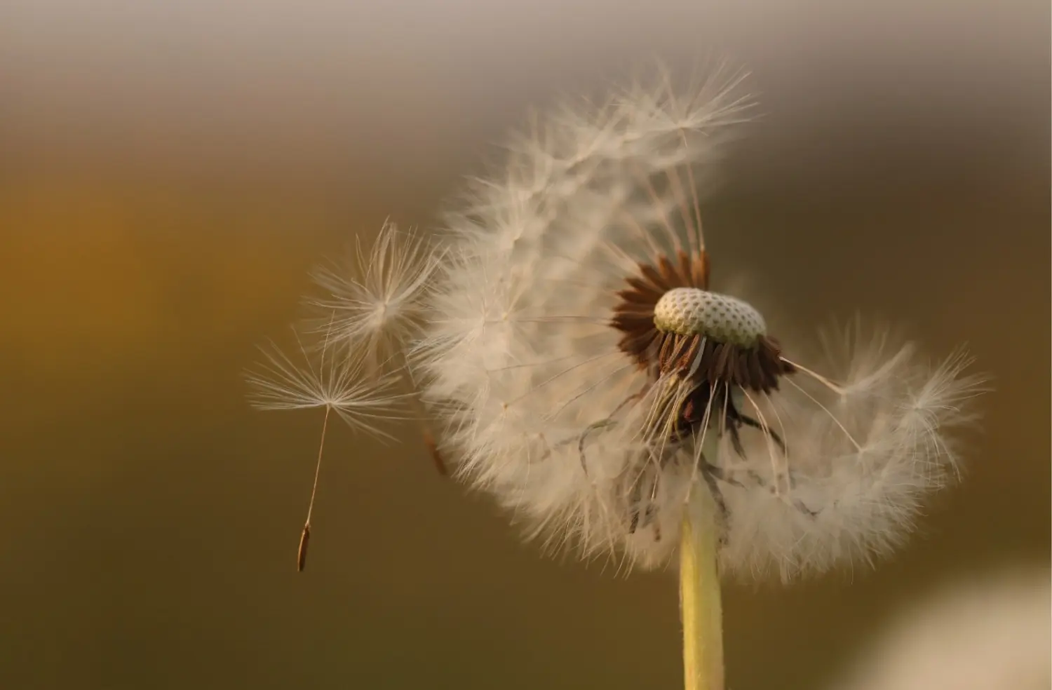 t.t.m.-therapie.tier.mensch.de UG haftungsbeschränkt - Therapeut - der Samenkopf oder die „Uhr“ eines gewöhnlichen Löwenzahns (Taraxacum officinale), wobei einige seiner Samen (sogenannte Achänen) weggeblasen werden.