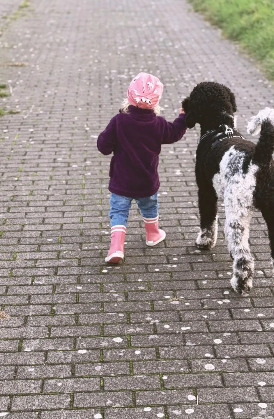 t.t.m.-therapie.tier.mensch.de UG haftungsbeschränkt - Therapeut - Parti Standardpudel