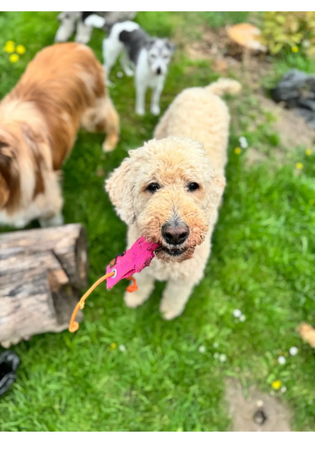 t.t.m.-therapie.tier.mensch.de UG haftungsbeschränkt - Therapeut - Hund