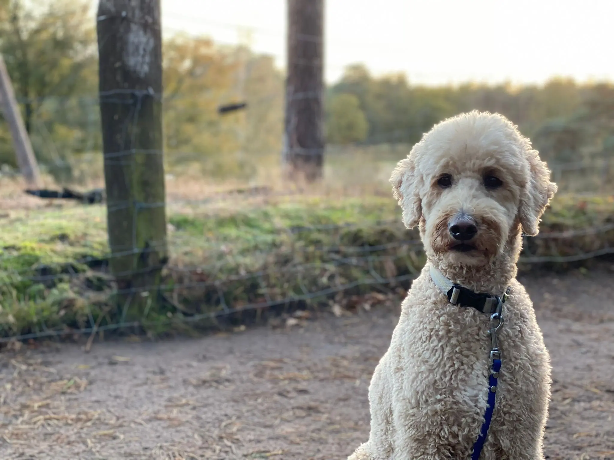 t.t.m.-therapie.tier.mensch.de UG haftungsbeschränkt - Therapeut - Hund