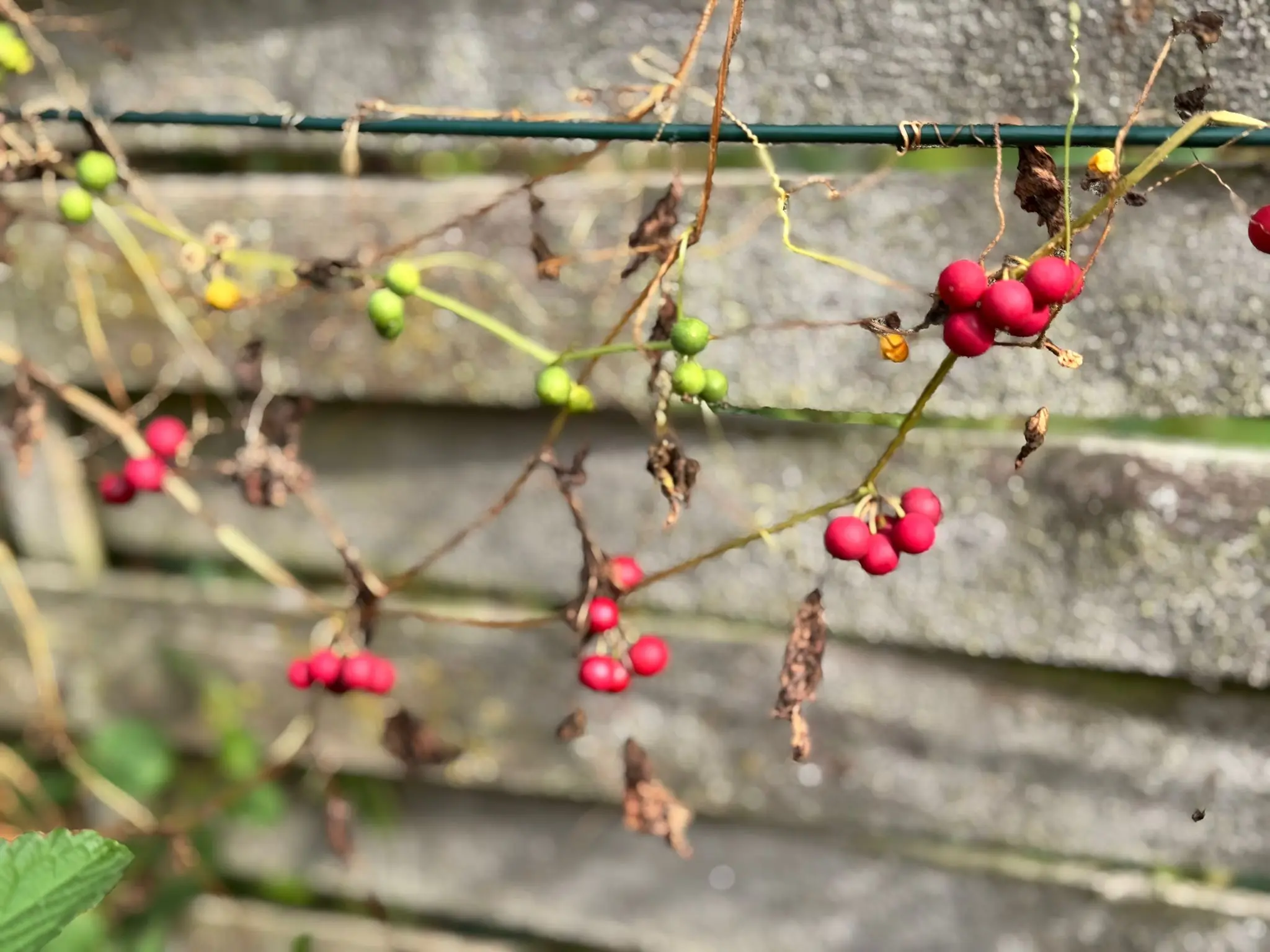 .t.m.-therapie.tier.mensch.de UG haftungsbeschränkt - Therapeut - Der Schwarze Zwergfarn (Dioscorea communis), eine giftige mehrjährige Rankpflanze, die in europäischen Hecken und Wäldern verbreitet ist.