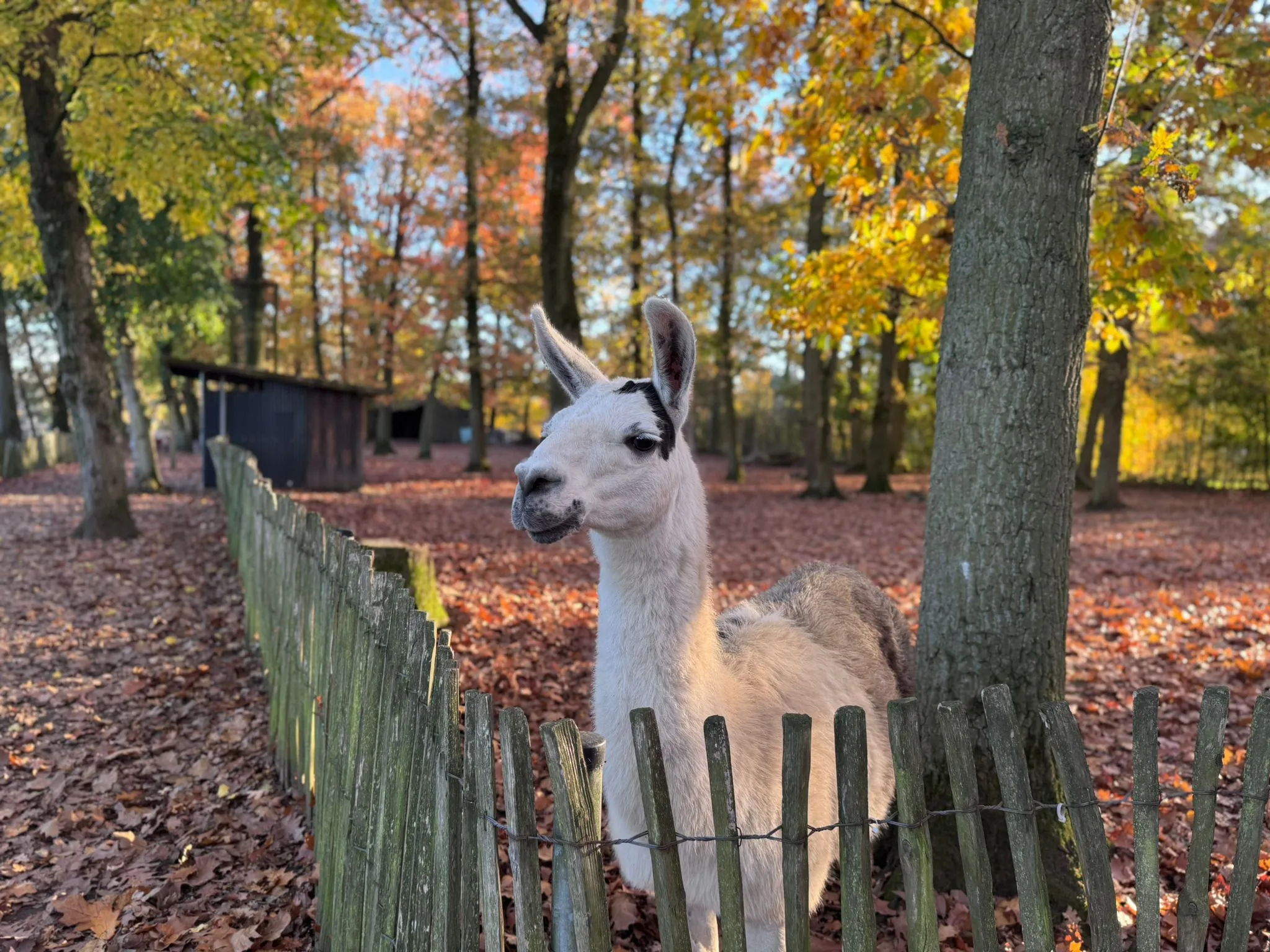 t.t.m.-therapie.tier.mensch.de UG haftungsbeschränkt - Therapeut - Ziege