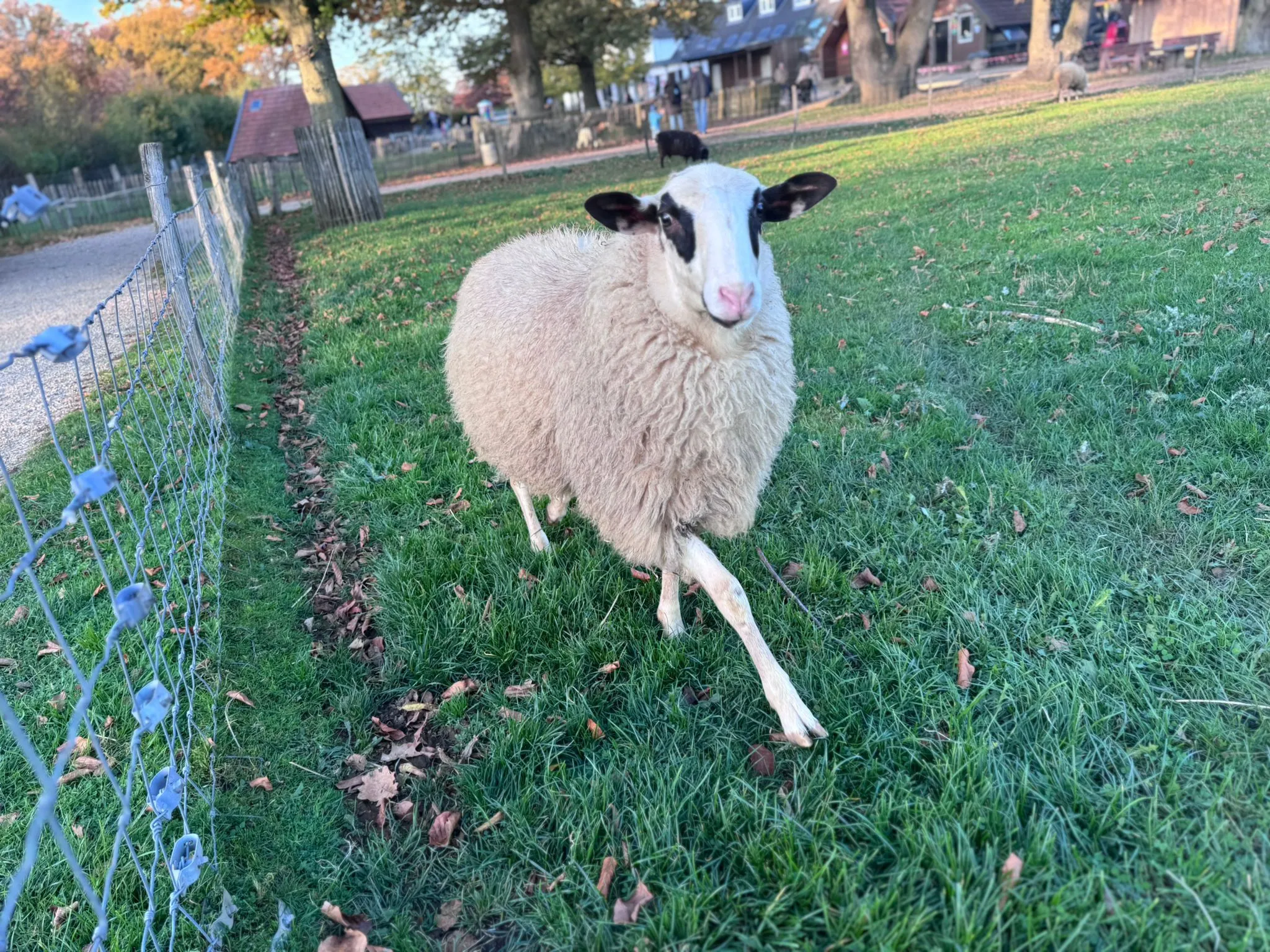 t.t.m.-therapie.tier.mensch.de UG haftungsbeschränkt - Therapeut - Ziege