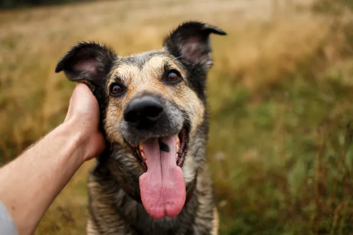 t.t.m.-therapie.tier.mensch.de UG haftungsbeschränkt - Therapeut - Hund