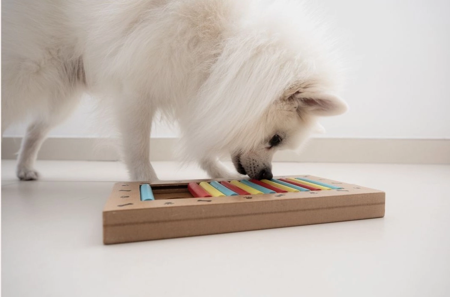 t.t.m.-therapie.tier.mensch.de UG haftungsbeschränkt - Therapeut - Hund