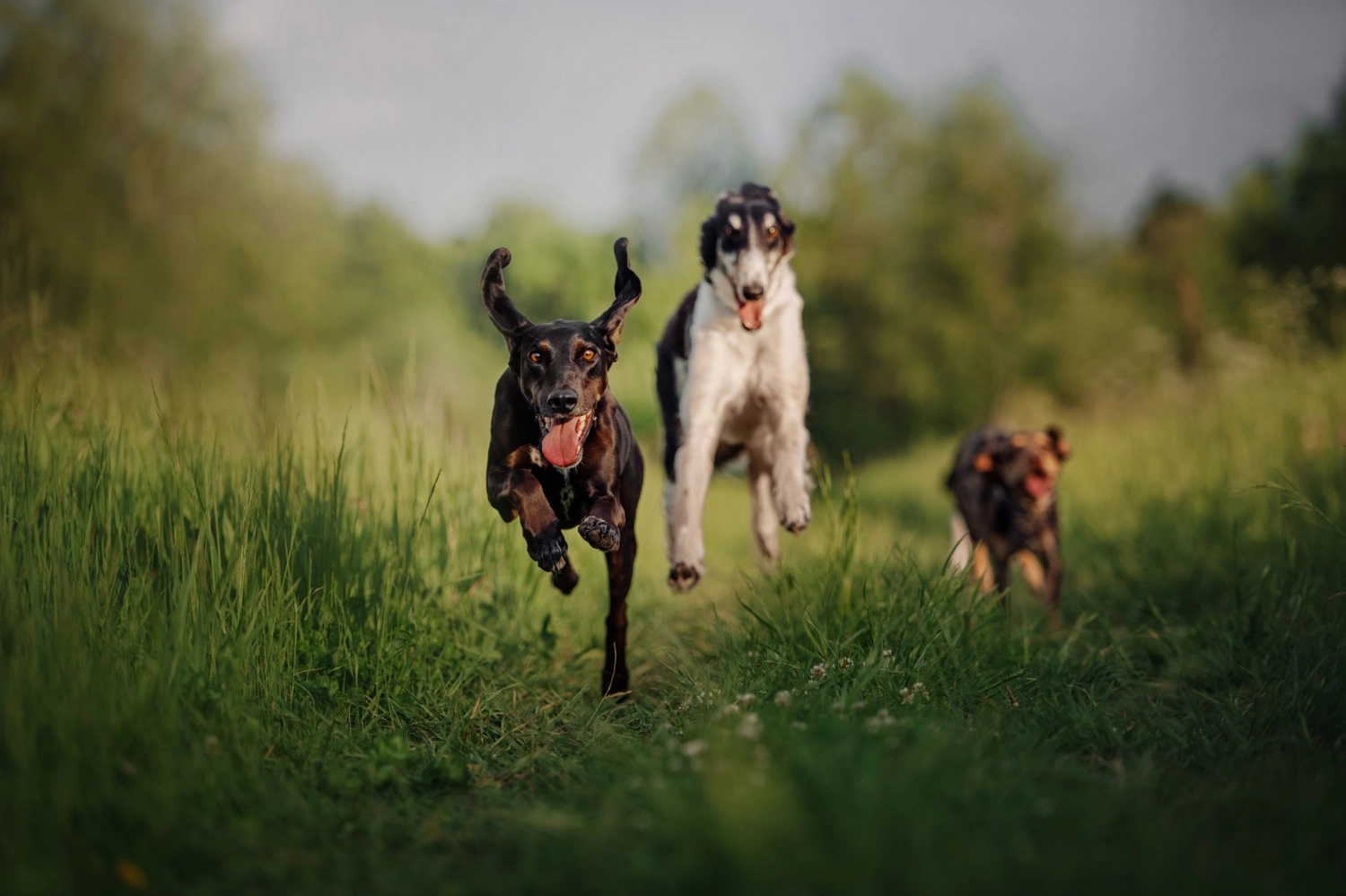 t.t.m.-therapie.tier.mensch.de UG haftungsbeschränkt - Therapeut - Drei Hunde laufen auf dem Feld