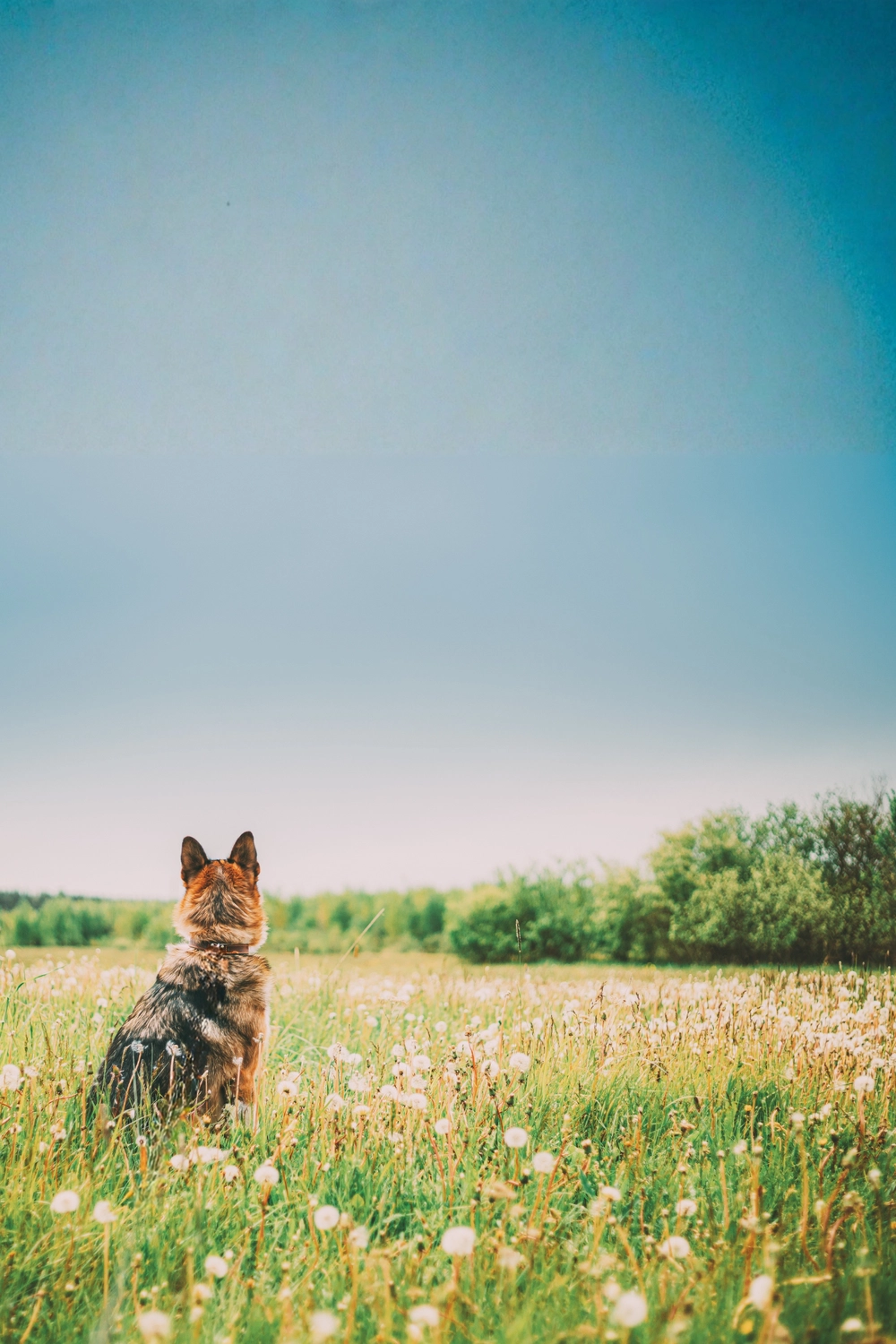 t.t.m.-therapie.tier.mensch.de UG haftungsbeschränkt - Therapeutin - Frauen mit Hund