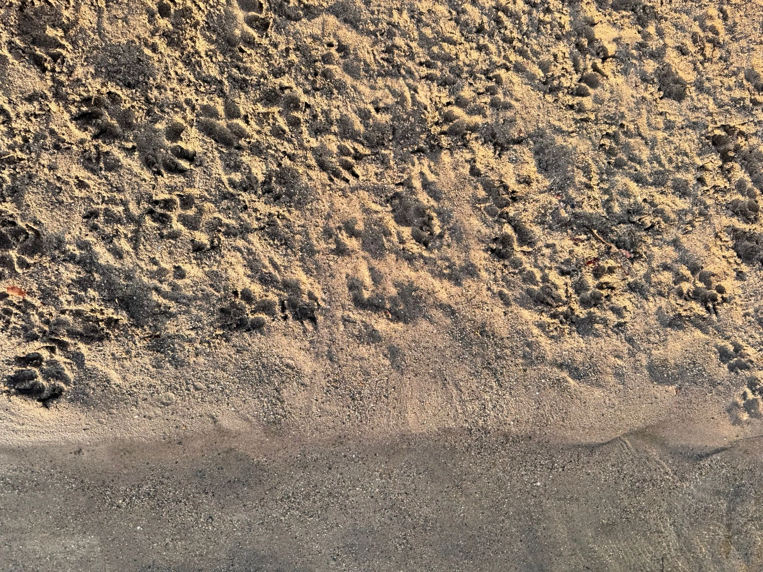 t.t.m.-therapie.tier.mensch.de UG haftungsbeschränkt – Therapeut – eine Nahaufnahme von Sand und Erde, wahrscheinlich einem Pfad oder einer Küstenlinie, die verschiedene Tierspuren und Anzeichen von Wassererosion zeigt.